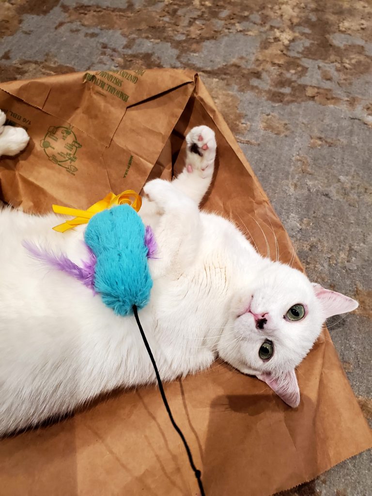 A white cat playing