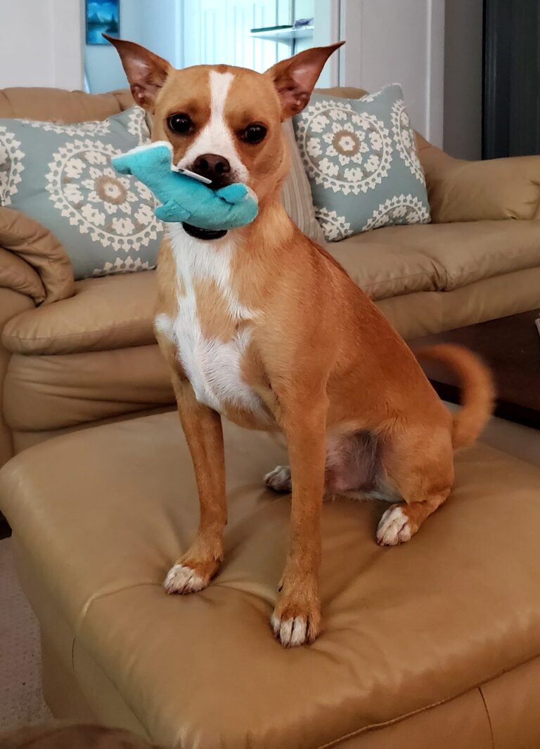 Dog playing on the sofa